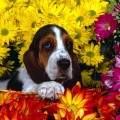 Basset Hound