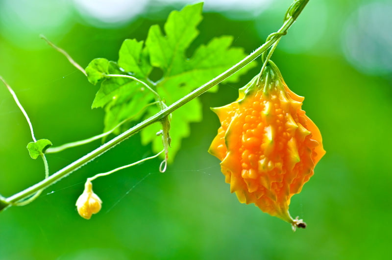 Momordica charantia